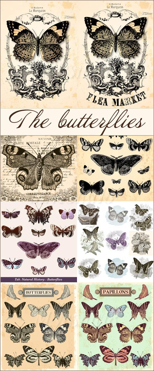      ,   / The butterflies, vintage collection, images stock vector
