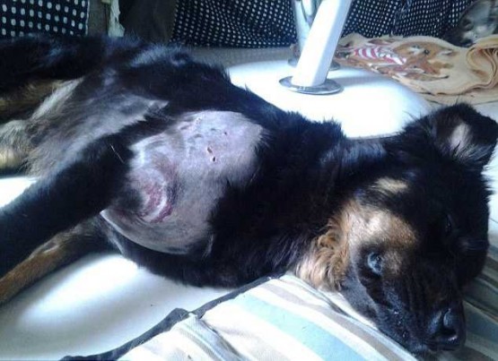 Вооруженная ножом женщина отбила у 5-метрового питона свою любимую собаку