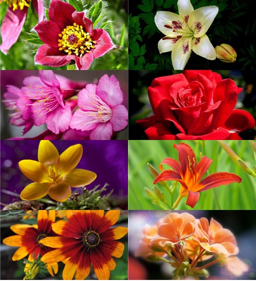 Фотографии красивых цветов 