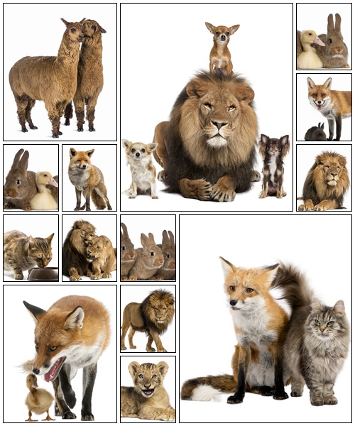 Big collection of animals - Stock Photo