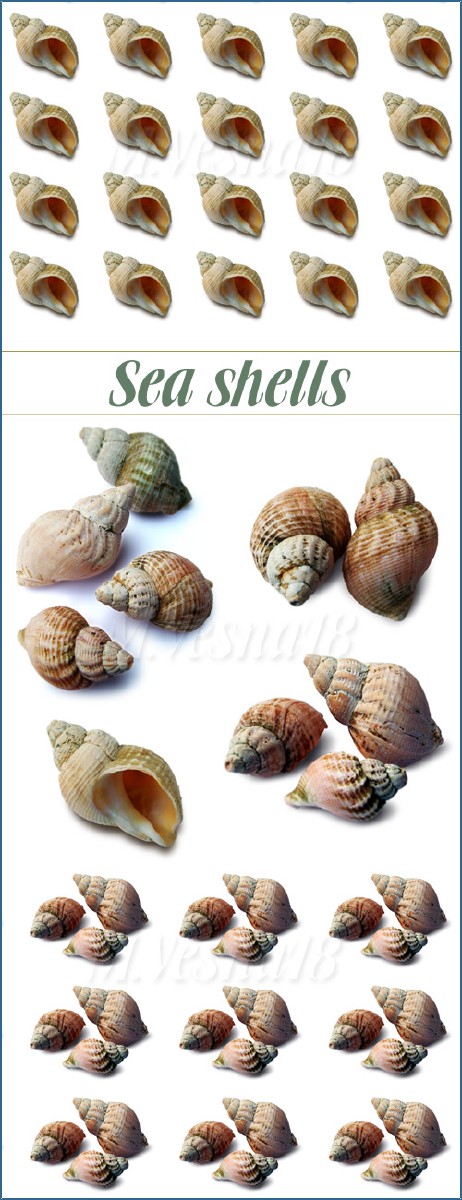  ,   / Sea shells, stock images